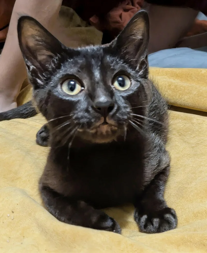 A baby medium-sized male Black Domestic Short Hair cat named Punky for adoption in Battle Creek, MI