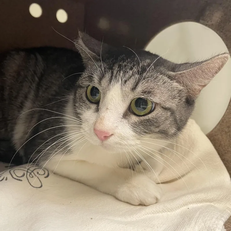 An adult medium-sized female Brown / Chocolate Domestic Short Hair cat named Wilma for adoption in Pasadena, CA