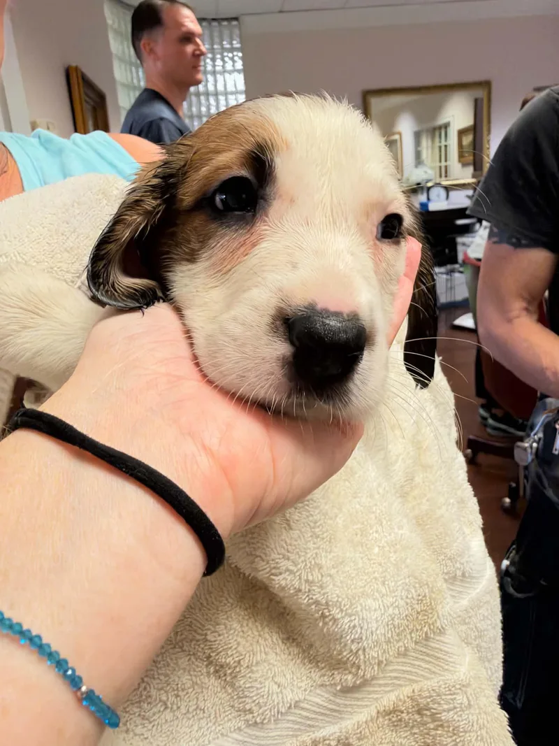 A baby large-sized female Anatolian Shepherd dog named Ash Halloween Litter for adoption in Holly Springs, NC