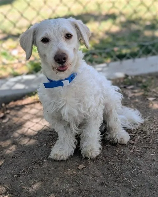 A young small-sized male Terrier dog named Peter for adoption in Riverside, CA