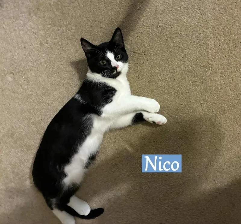 Nico thumbnail 3