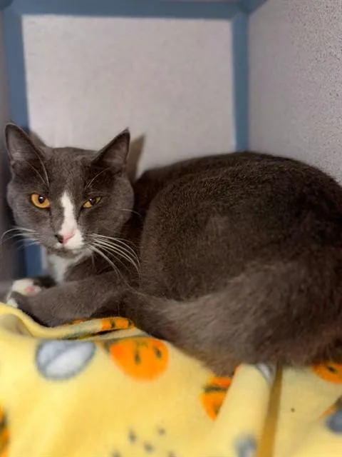 An adult medium-sized female Domestic Short Hair cat named Slasher for adoption in Agoura, CA