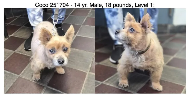 A senior small-sized female Cairn Terrier dog named Coco for adoption in Wingdale, NY