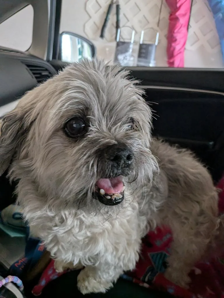 A senior small-sized male Shih Tzu dog named Benji for adoption in Macon, GA
