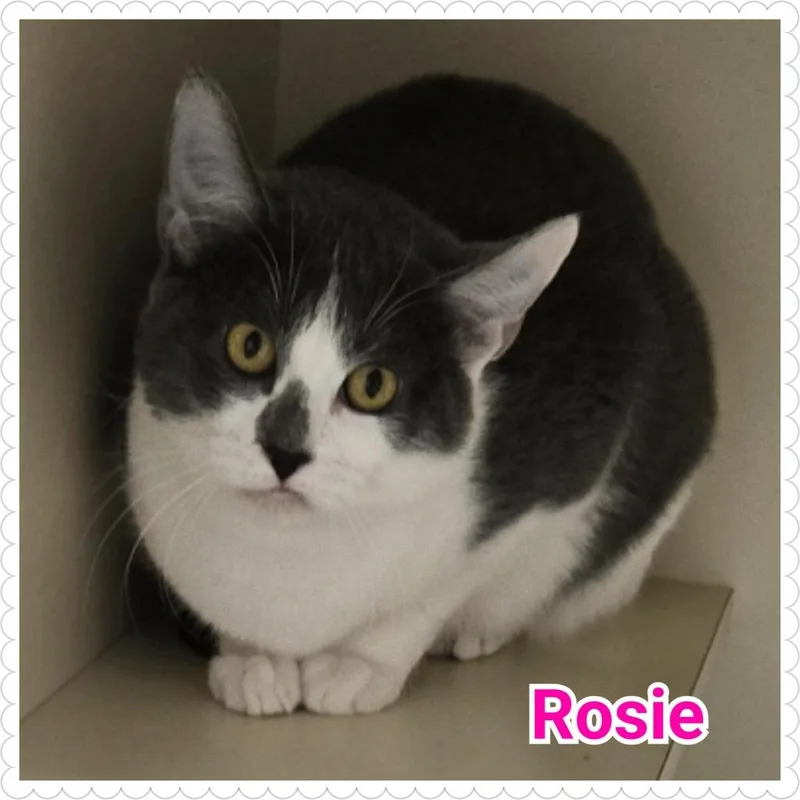 Rosie