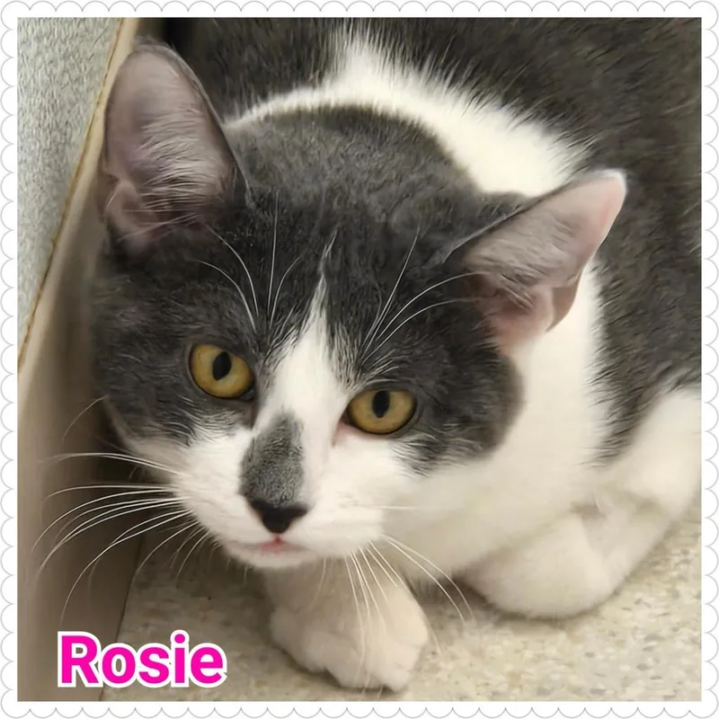 Rosie thumbnail 2