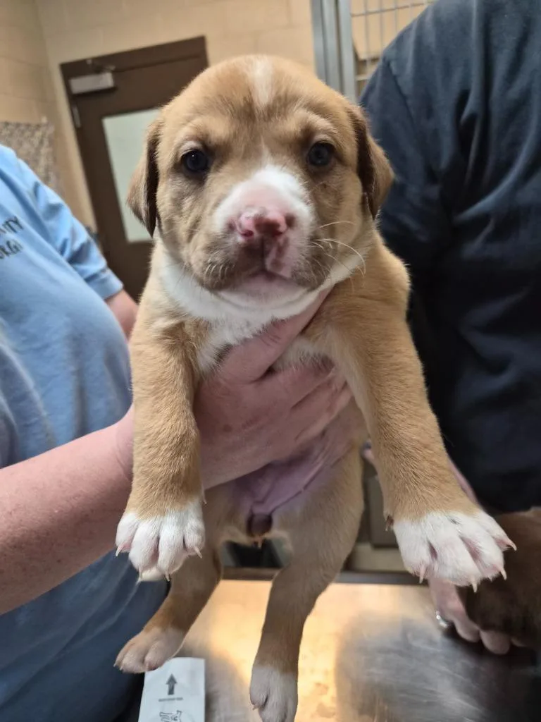 A baby medium-sized female Mixed Breed dog named Uhoh for adoption in Rome, GA