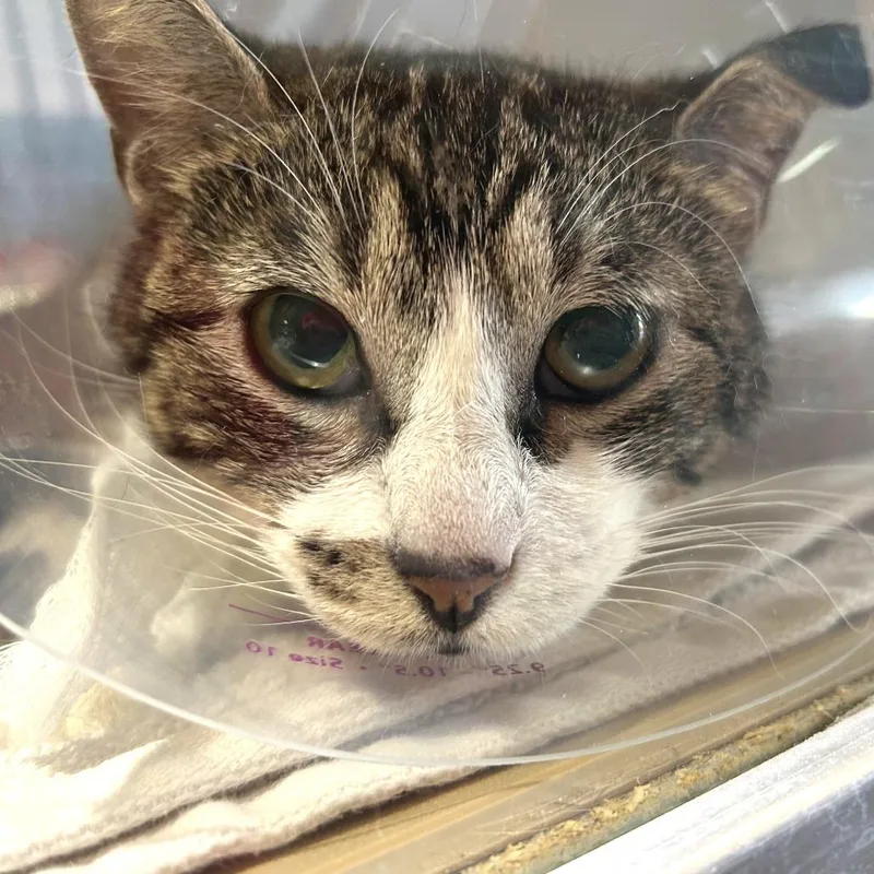 A young small-sized female Calico Domestic Short Hair cat named Copurrnica for adoption in Leander, TX