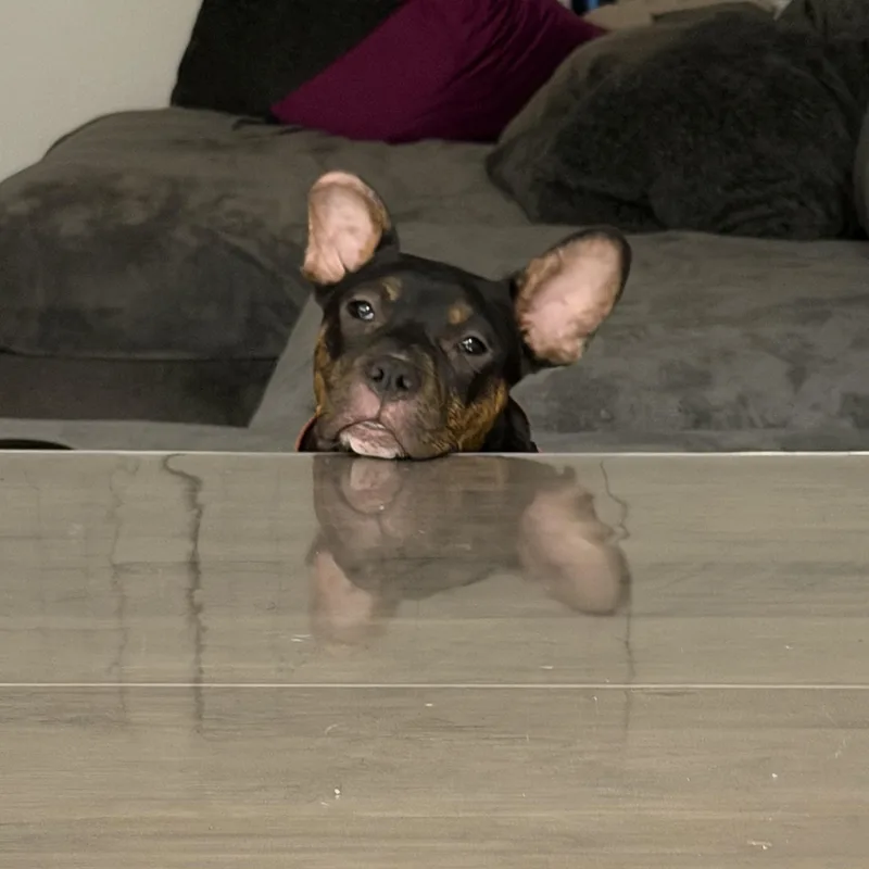 Puppy