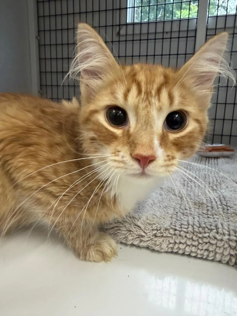 A baby medium-sized male Domestic Medium Hair cat named Splash for adoption in Ewing, NJ