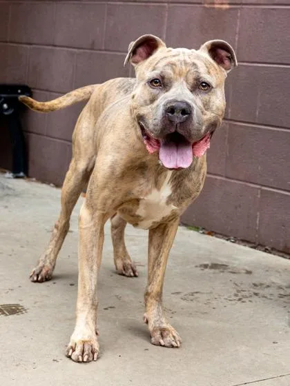An adult large-sized male Mixed Breed dog named Athens for adoption in Chamblee, GA