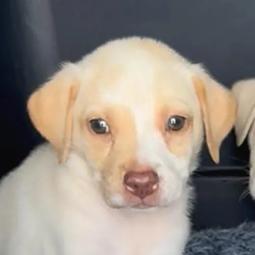 Peanut