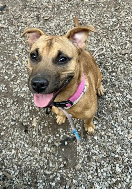 A young medium-sized female Mixed Breed dog named Tourmaline for adoption in Chamblee, GA