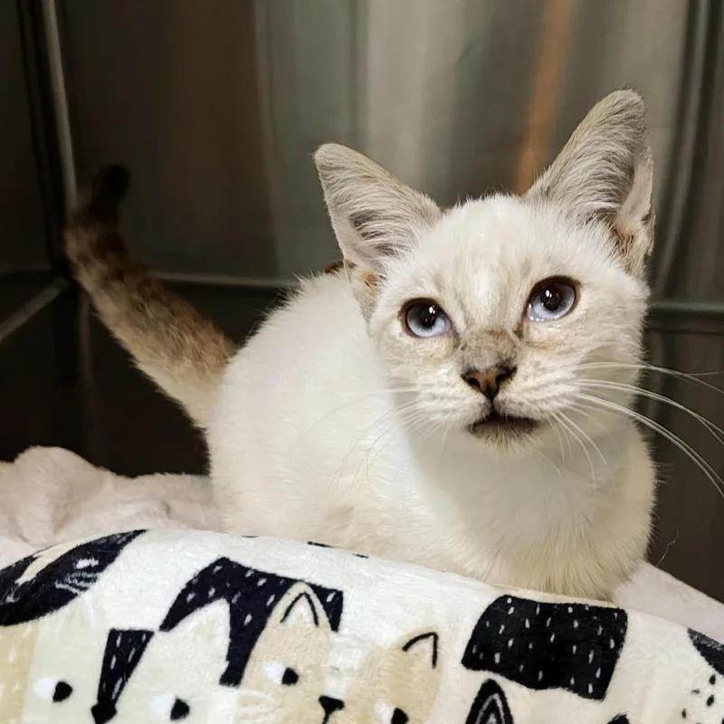 A baby small-sized male White Siamese cat named Nutella Crepe for adoption in Parkland, FL