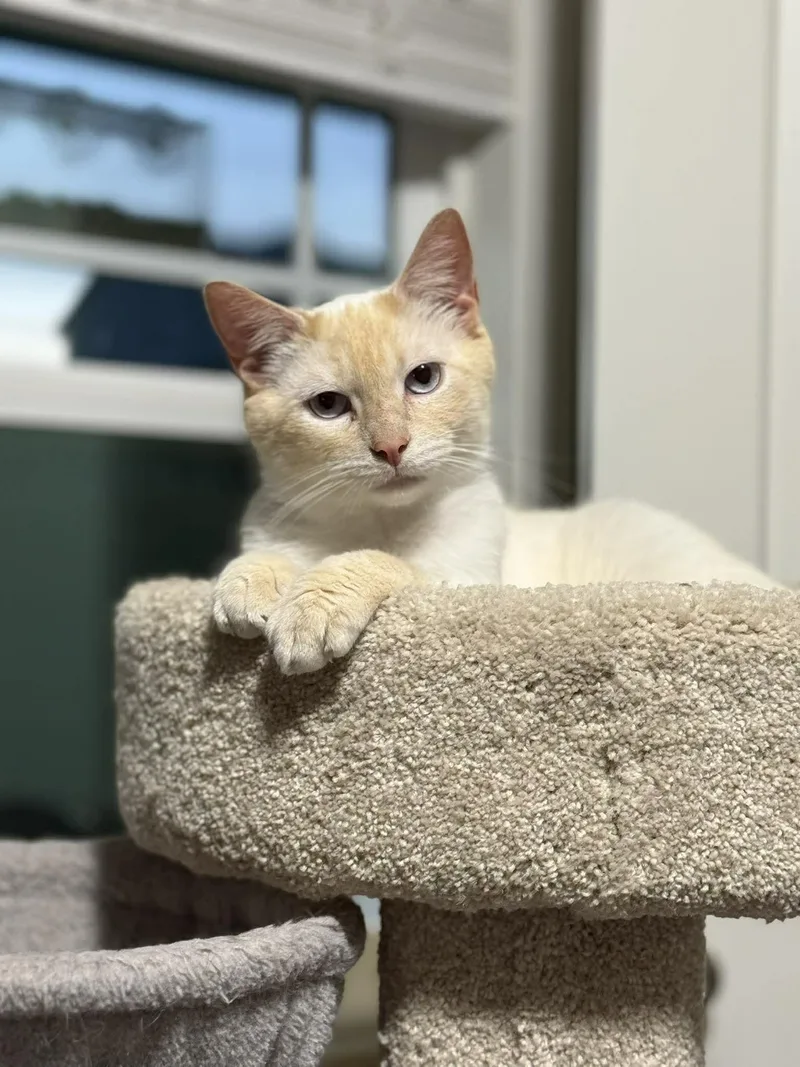 A young large-sized male Domestic Short Hair cat named Mr. Snow Valentine for adoption in Clayton, NC