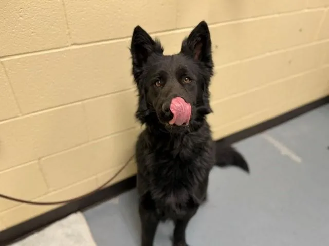 A young large-sized male German Shepherd Dog dog named Outlaw for adoption in Denver, CO