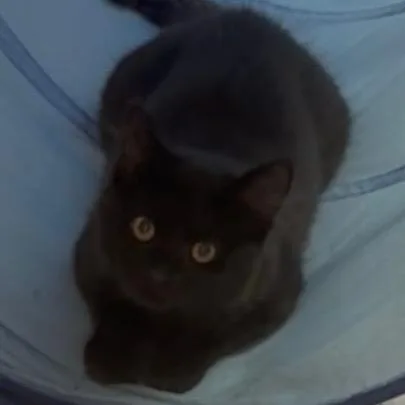 A baby small-sized female Black Domestic Long Hair cat named Cooky for adoption in Fredericksburg, VA