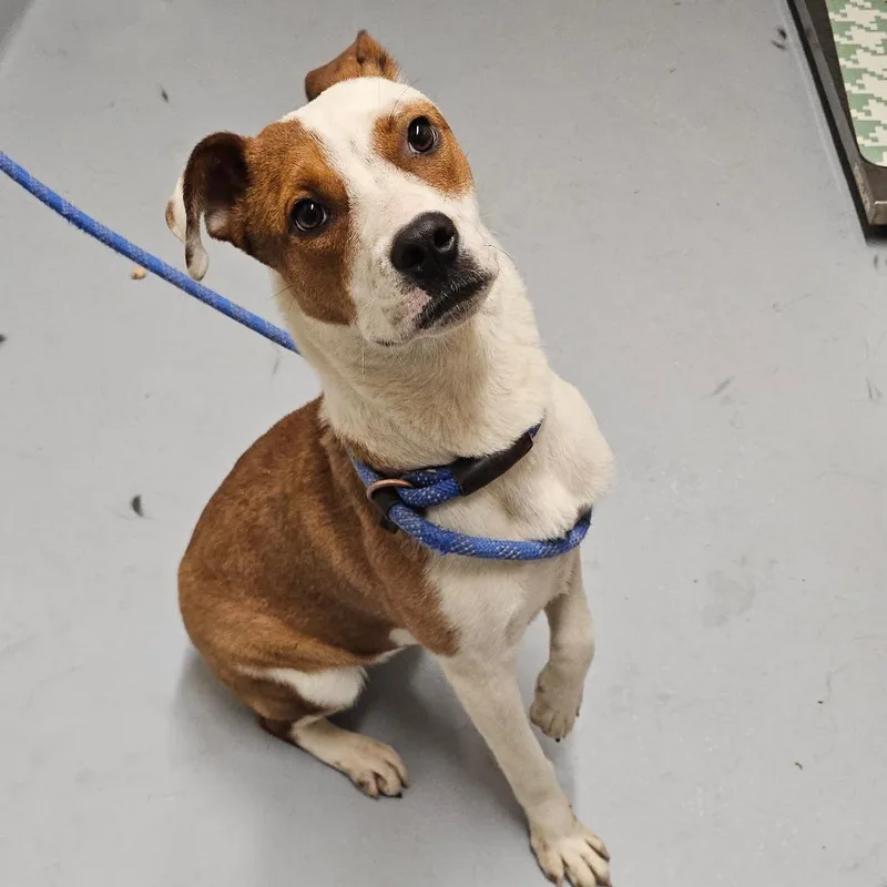 A young medium-sized female Red / Chestnut / Orange Hound dog named Periwinkle for adoption in Concord, NC