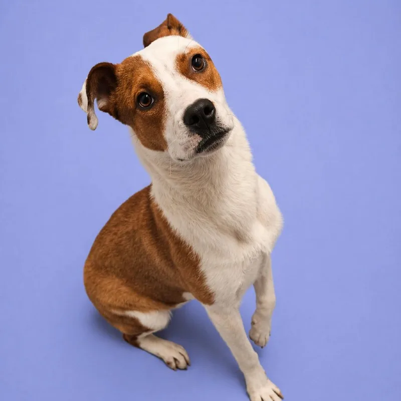 Periwinkle thumbnail 2