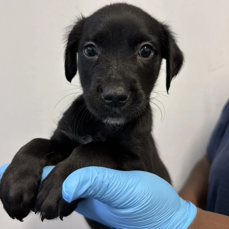 A baby small-sized male Black Pointer dog named Ricky Bobby for adoption in Hattiesburg, MS