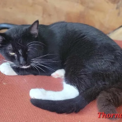 An adult medium-sized male Domestic Short Hair cat named Thornapple for adoption in Tipp City, OH