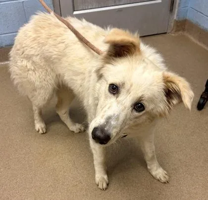An adult large-sized female Mixed Breed dog named Charity for adoption in Chamblee, GA