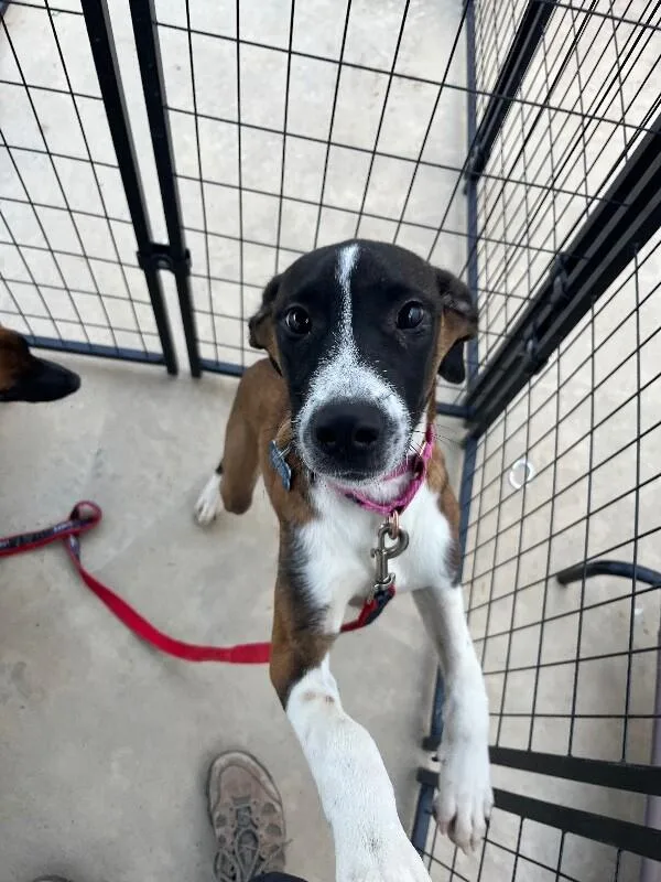 A young medium-sized male Brown / Chocolate Mixed Breed dog named Google for adoption in Fort Collins, CO