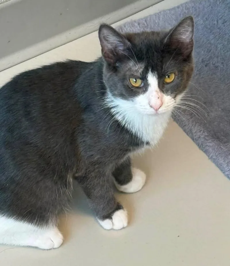 A baby small-sized female Domestic Short Hair cat named Holly for adoption in Dalton, GA