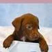 A baby medium-sized male Brown / Chocolate Labrador Retriever dog named Jj for adoption in Tampa, FL