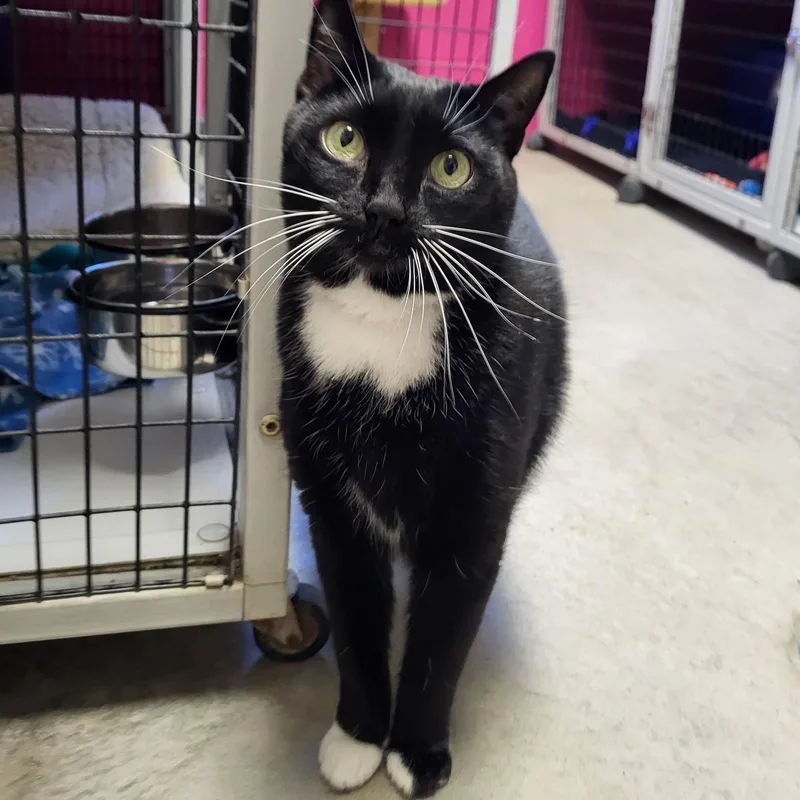 An adult medium-sized female Black & White / Tuxedo Domestic Short Hair cat named Armand for adoption in Chilton, WI