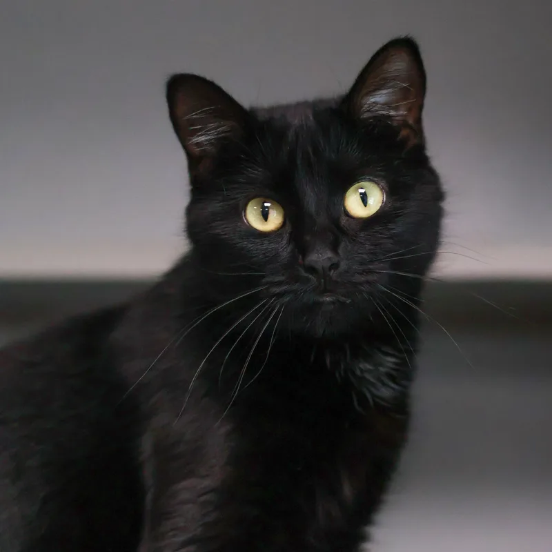 An adult medium-sized female Domestic Short Hair cat named Mayhem for adoption in St. Ignace, MI