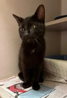 A young medium-sized male Black Domestic Short Hair cat named Merlot for adoption in Mason City, IA