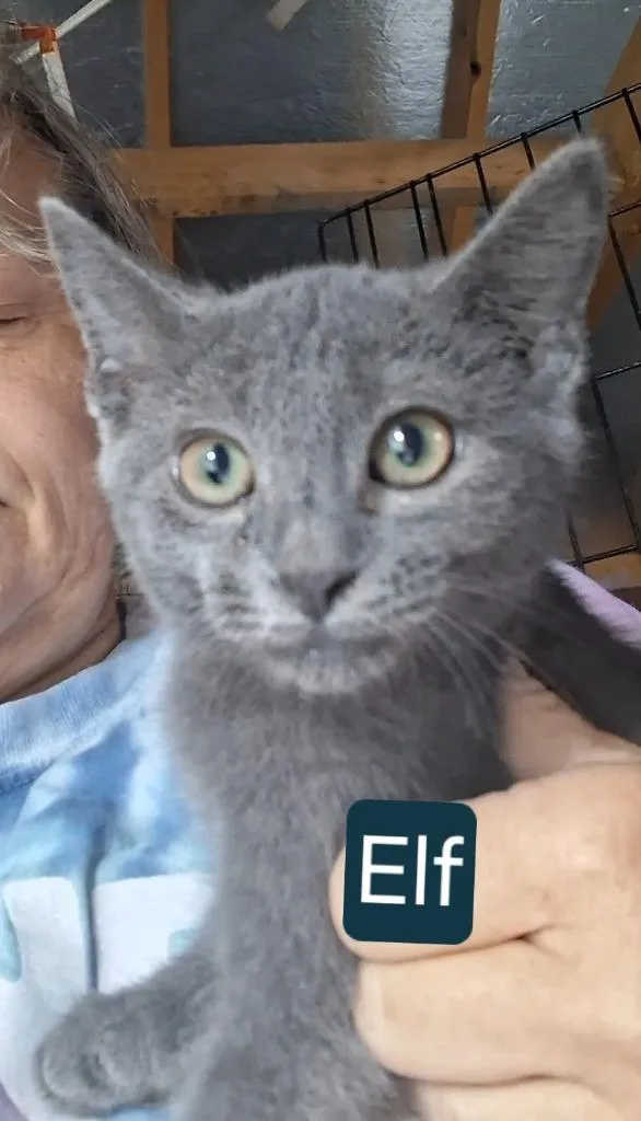 A baby small-sized male Domestic Short Hair cat named Elf for adoption in Olney, IL