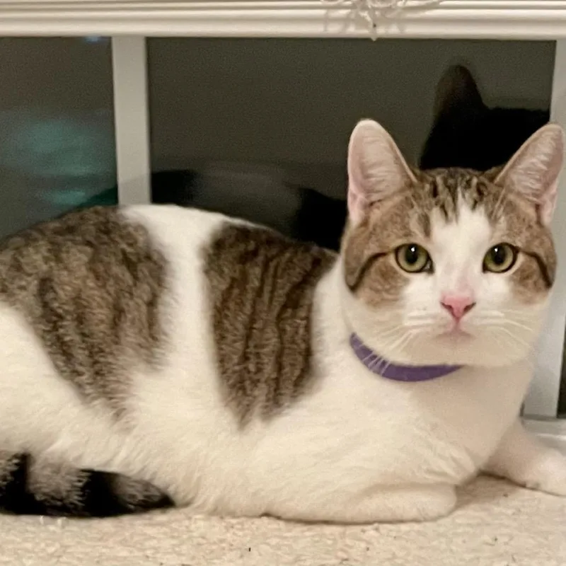 Thomas O'malley thumbnail 2