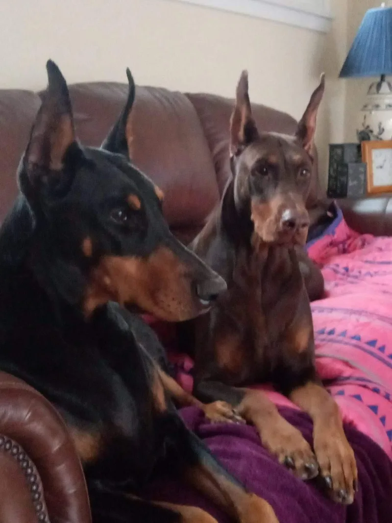 An adult large-sized female Doberman Pinscher dog named Halo for adoption in Buffalo, MN