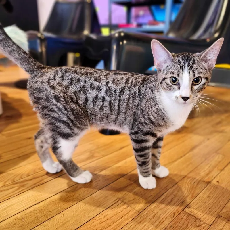 A young medium-sized male Domestic Short Hair cat named Calzone for adoption in Stokesdale, NC