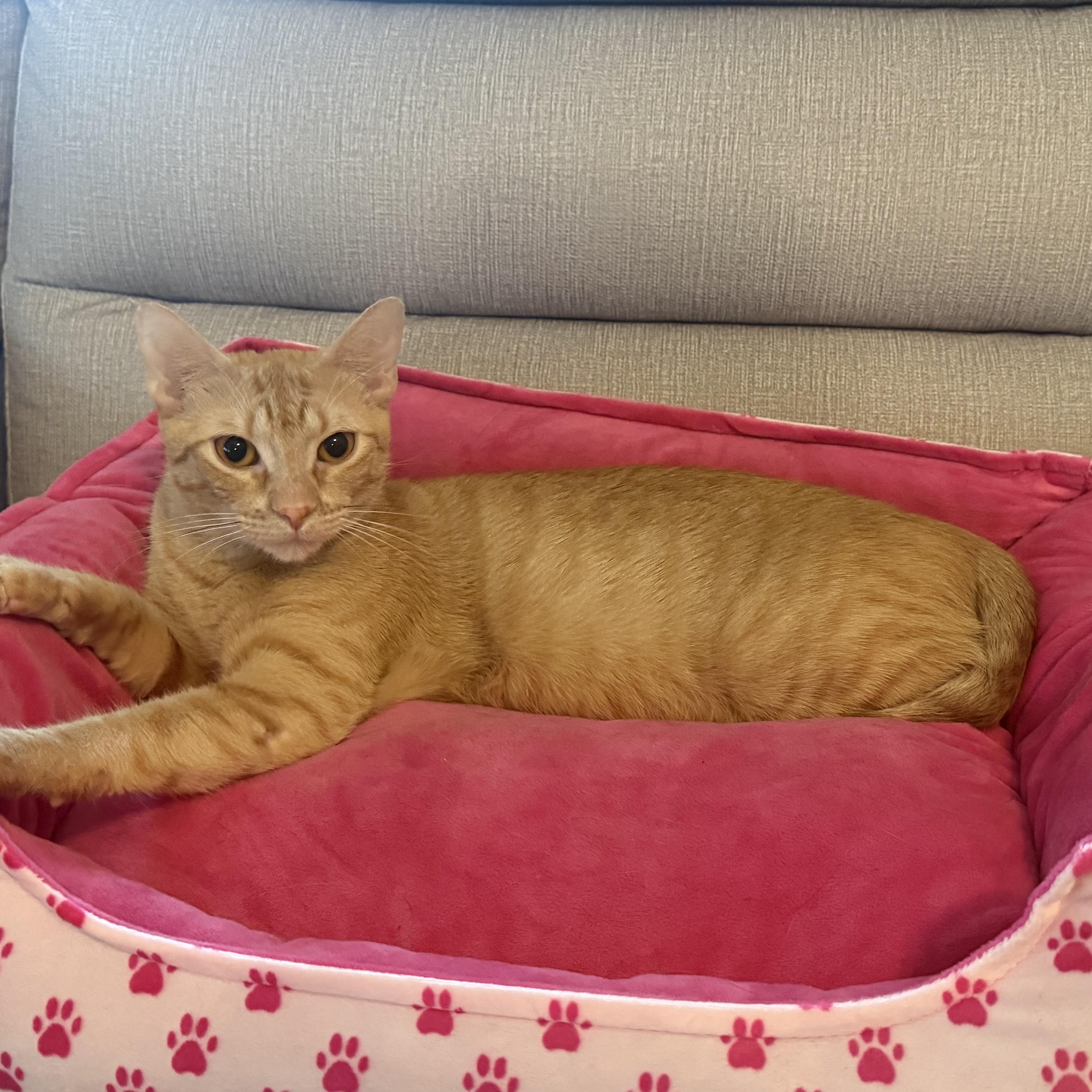 An adult medium-sized female Orange / Red Domestic Short Hair cat named Laynie for adoption in Houston, TX
