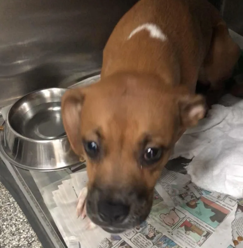 A baby medium-sized female Brown / Chocolate Mixed Breed dog named Kiva for adoption in Parma, OH