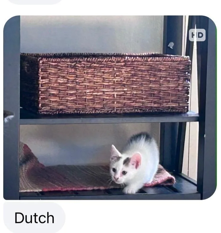 Dutch