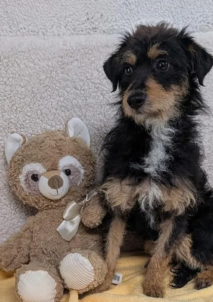 An adult medium-sized male Terrier dog named Kash for adoption in Houston, TX