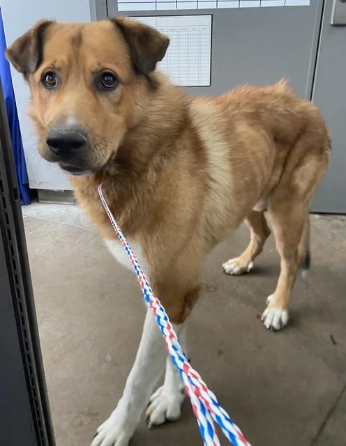 A young extra large-sized male Mixed Breed dog named Leonidas for adoption in Dallas, TX