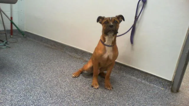 A young medium-sized male Boxer dog named Alfie for adoption in Charlotte, NC