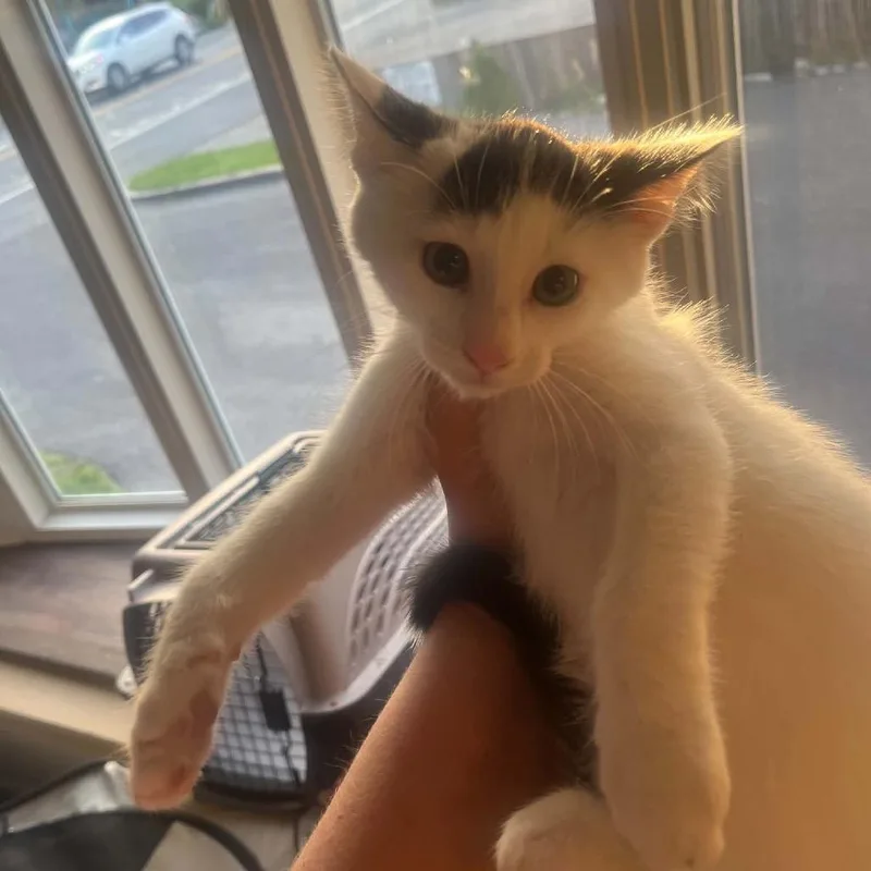 A baby small-sized male White Domestic Short Hair cat named Woody for adoption in Pasadena , MD