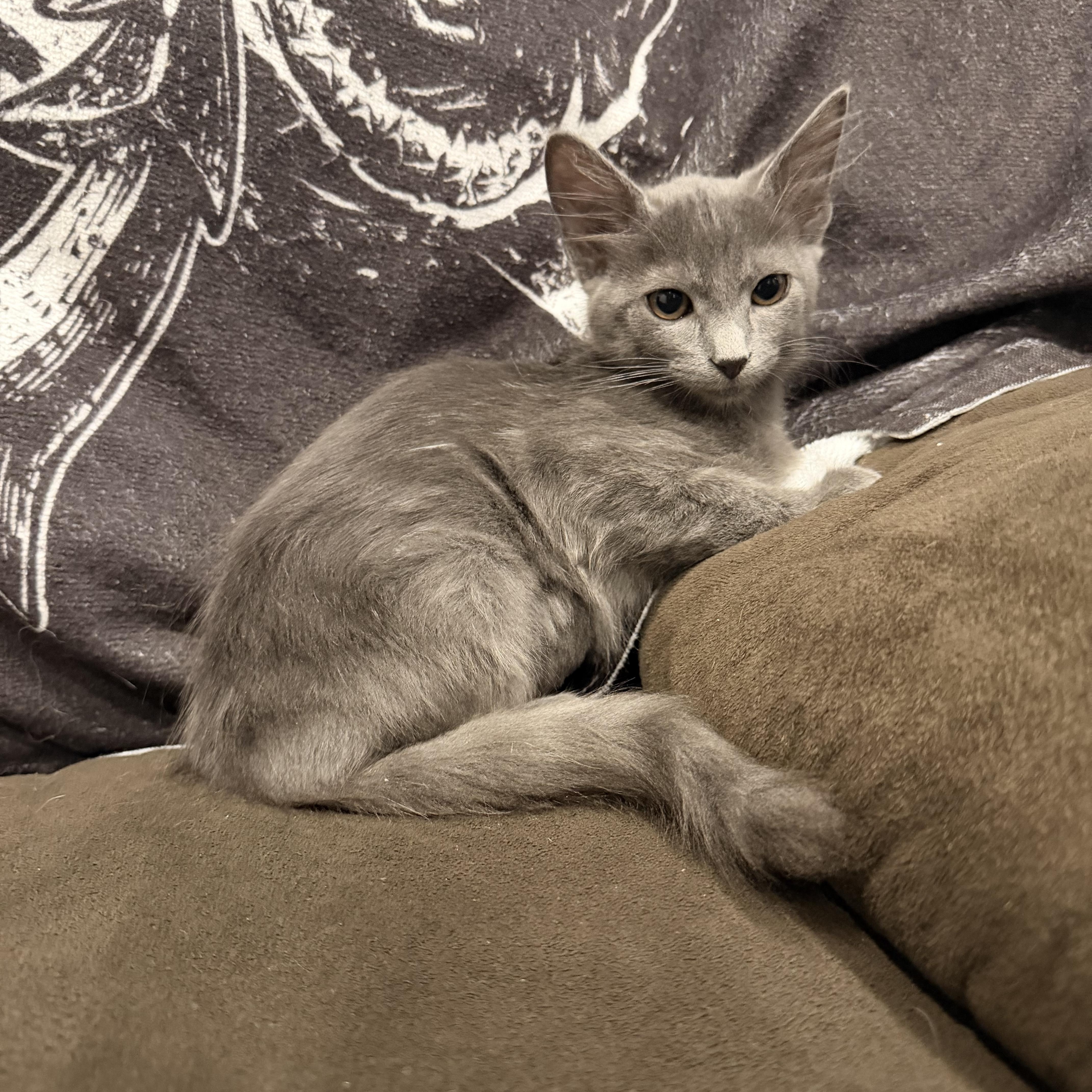 A baby medium-sized female Domestic Medium Hair cat named Daffodil for adoption in Norco, CA