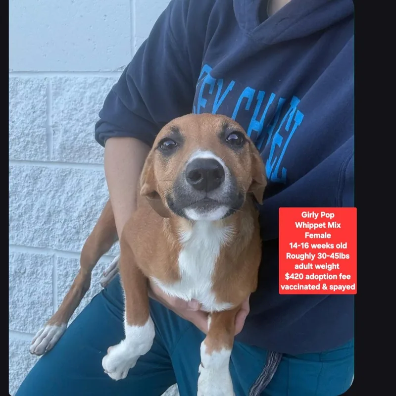 A baby medium-sized female Whippet dog named Girly Pop for adoption in Oviedo, FL