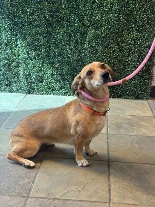An adult medium-sized female Brown / Chocolate Dachshund dog named 61681729 for adoption in El Paso, TX