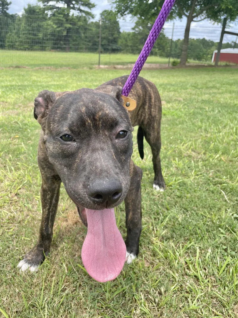 A baby medium-sized female Pit Bull Terrier dog named Layla for adoption in Manchester, CT