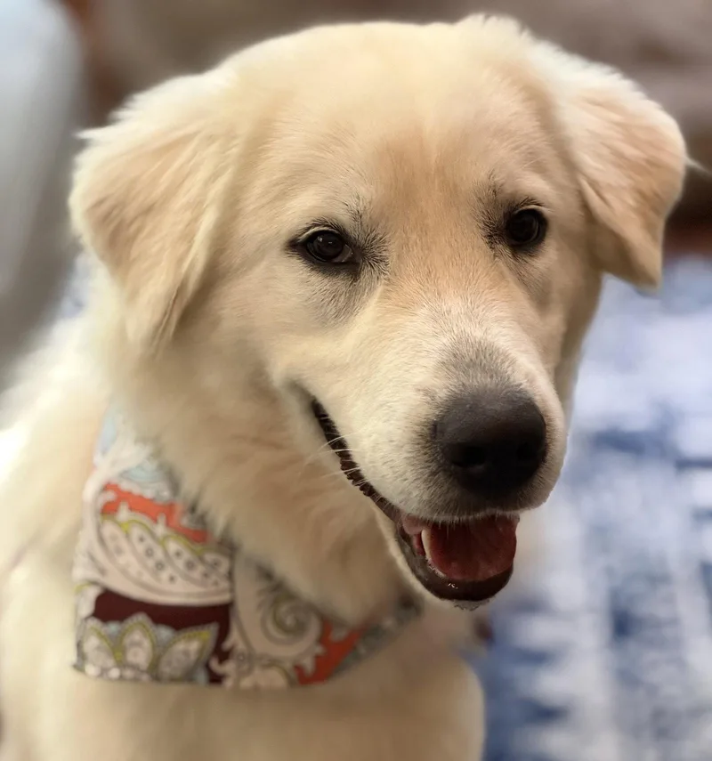 A young large-sized female Great Pyrenees dog named Lucy Lulu for adoption in Alpharetta, GA