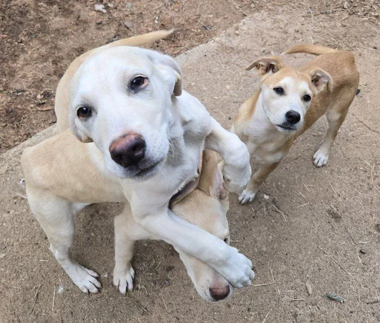 A baby large-sized male Yellow / Tan / Blond / Fawn Labrador Retriever dog named Yam for adoption in Greensboro, GA