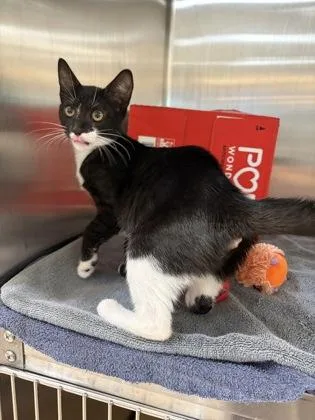 A baby small-sized female Domestic Short Hair cat named Kit Kat for adoption in Westland, MI